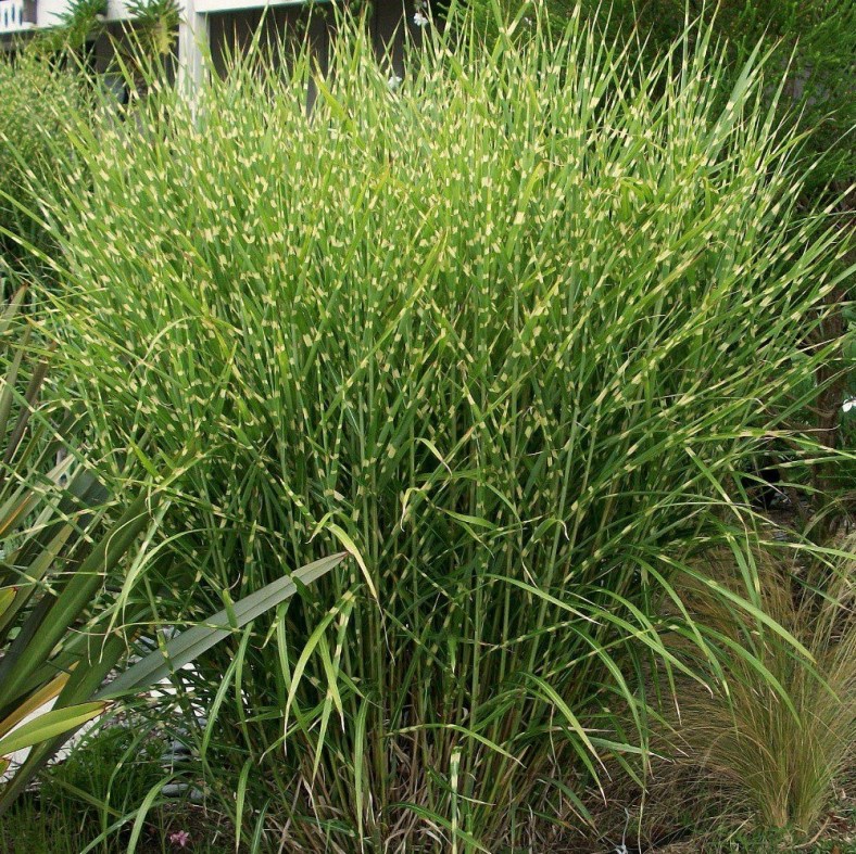 Miscanthus_sinensis_Zebrinus