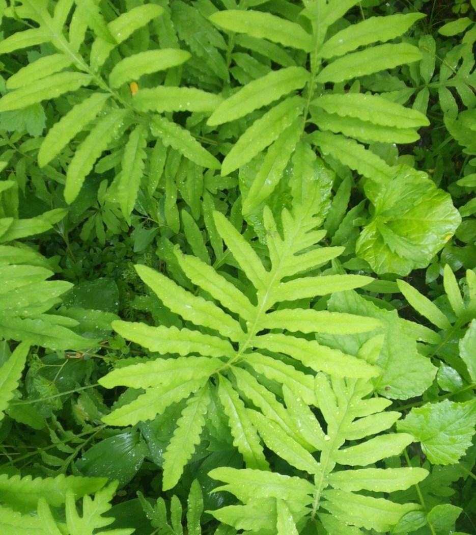 Onoclea_sensibilis4