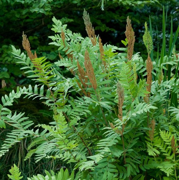 Osmunda_regalis