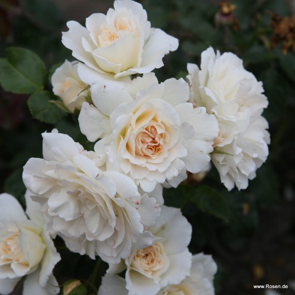 Petticoat