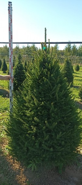 Picea_obovata_1