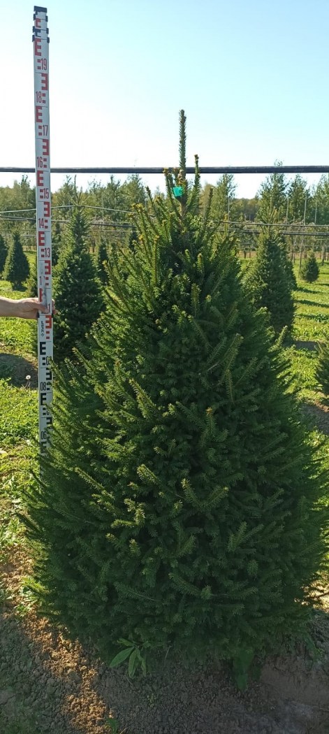 Picea_obovata_1