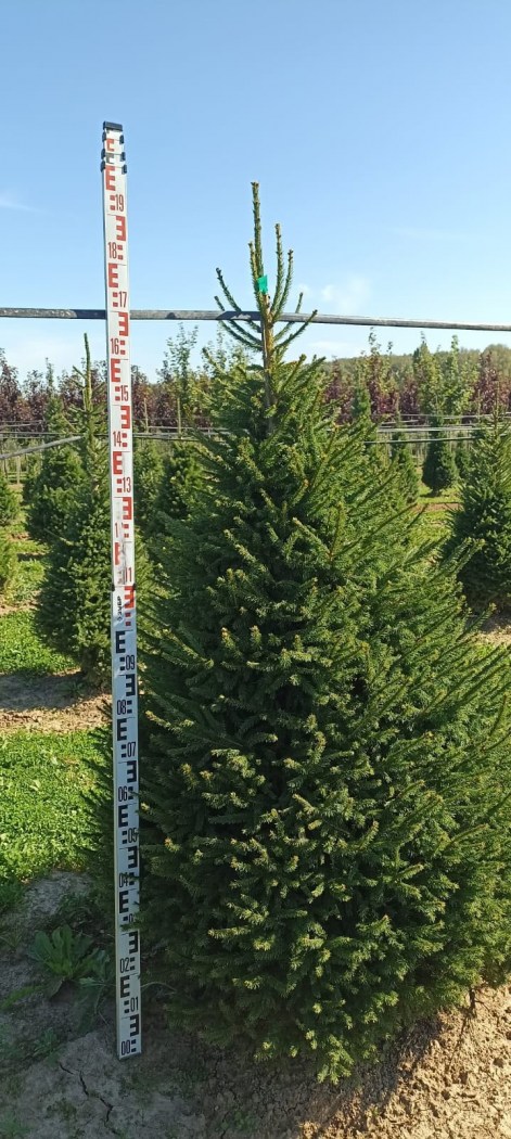 Picea_obovata_2