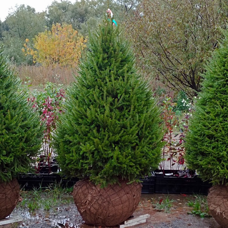 Picea_obovata_33