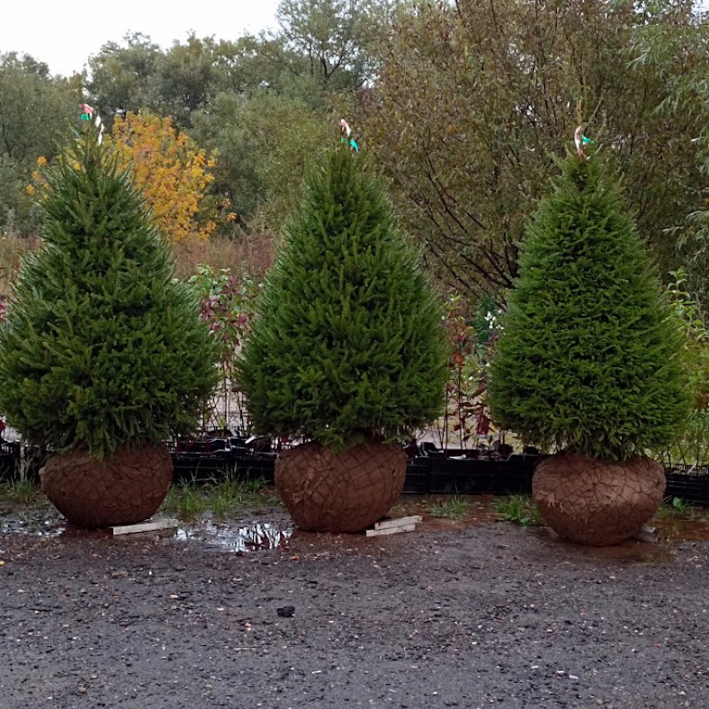 Picea_obovata