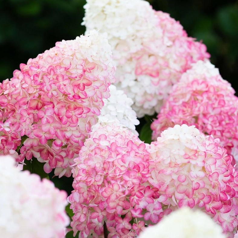 Pink_and_Rose1