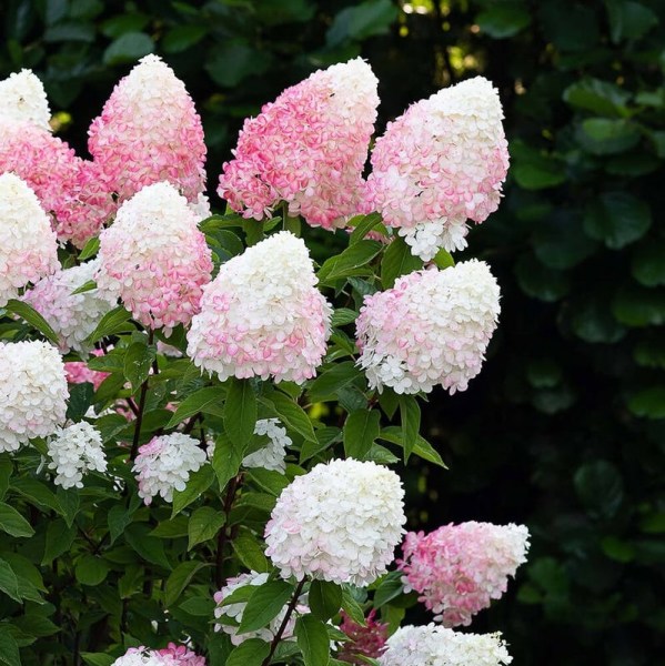 Pink_and_Rose