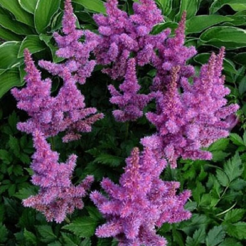 Pumila_1