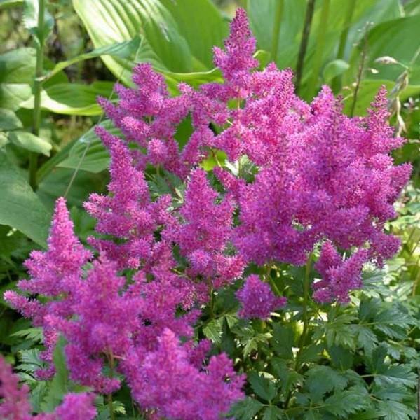 Pumila