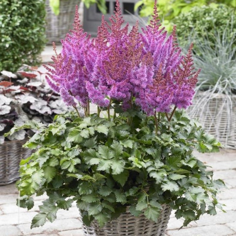 PurpleRain_2