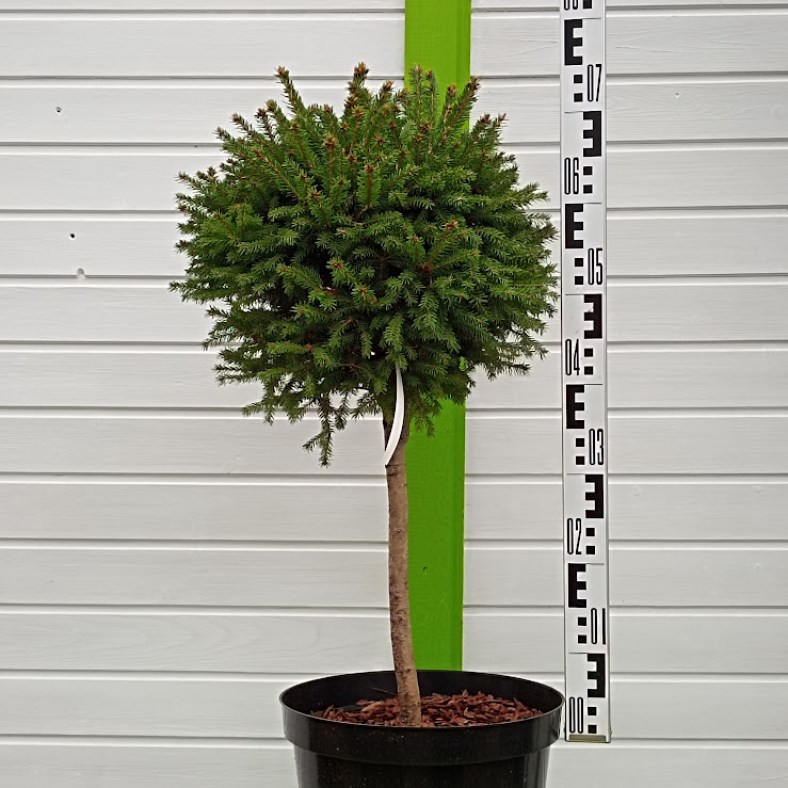 Pygmaea_1