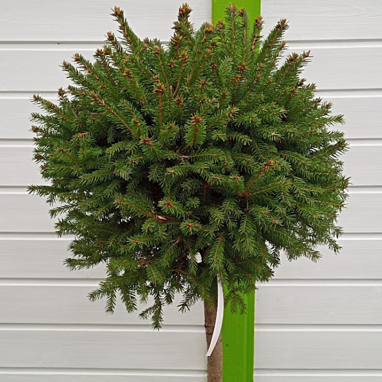 Pygmaea_2