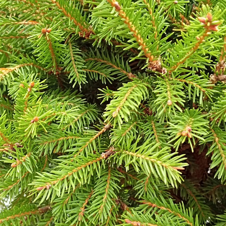 Pygmaea_3