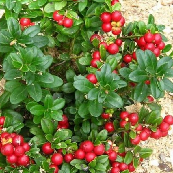 Red_Pearl