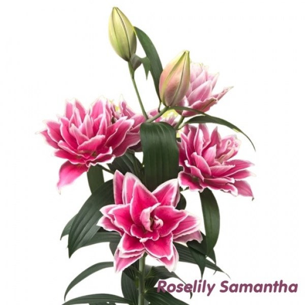 Samantha