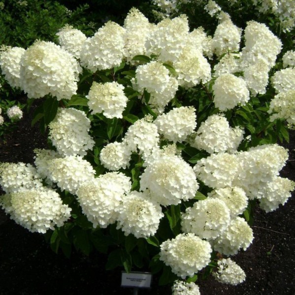 SilverDollar