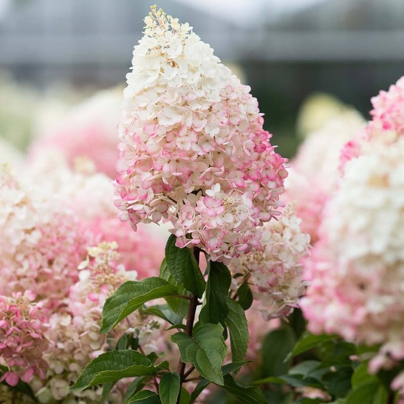 StrawberryBlossom1