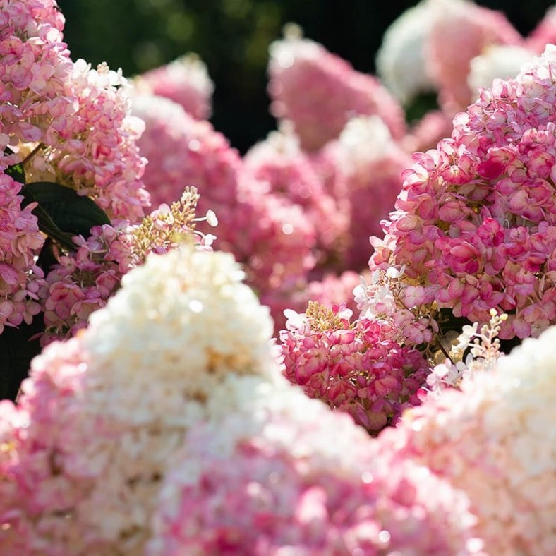 StrawberryBlossom2
