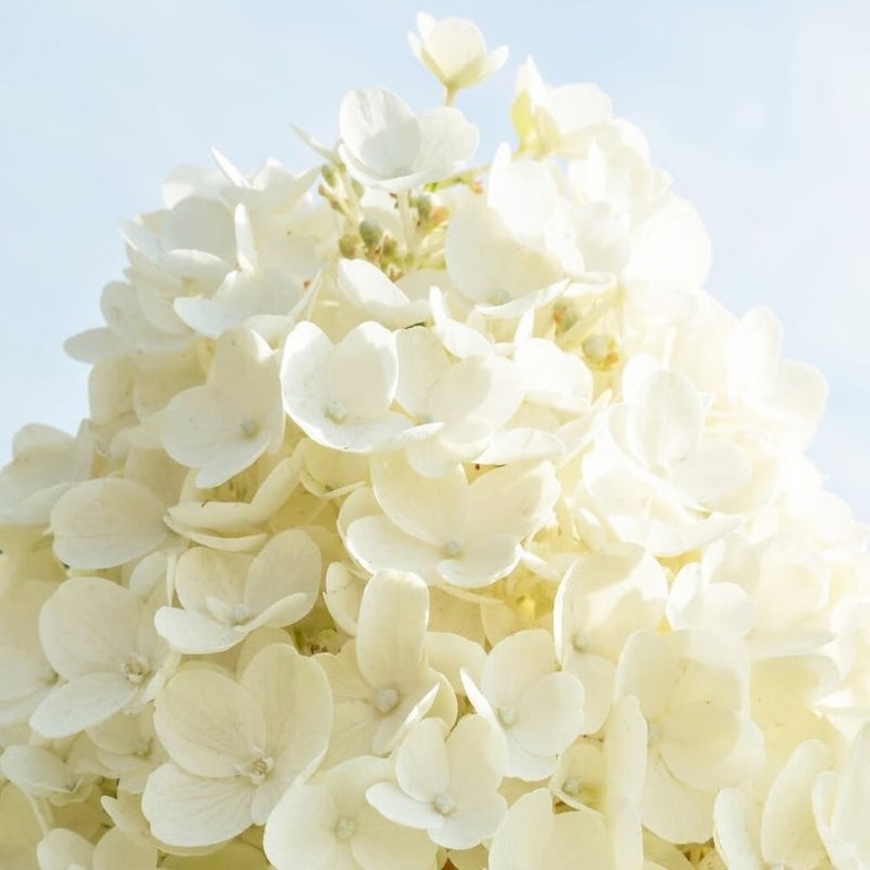 SummerSnow1