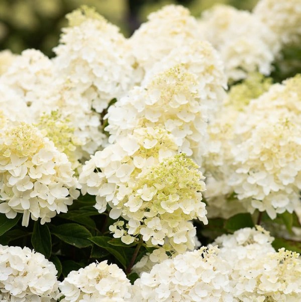 SummerSnow