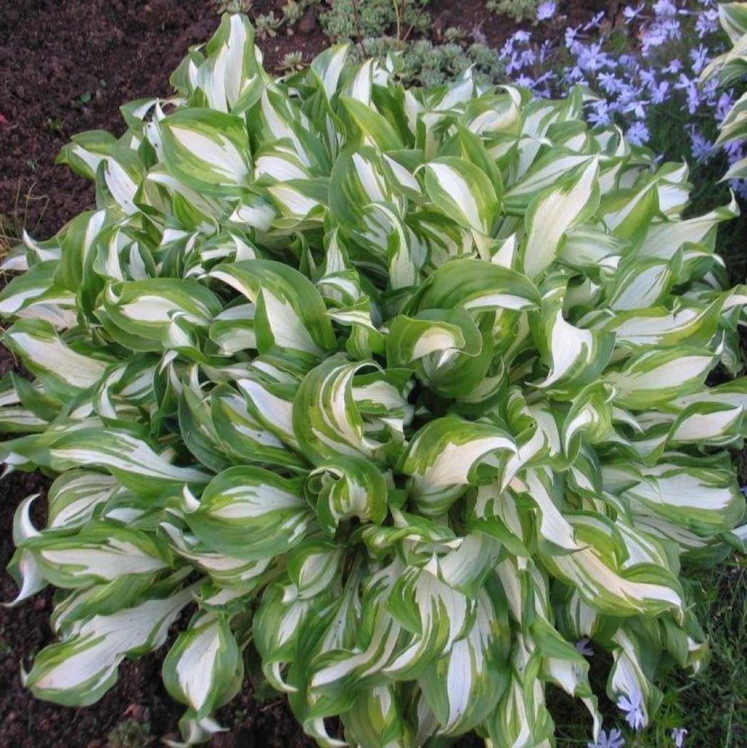 UndulataMediovariegata_1