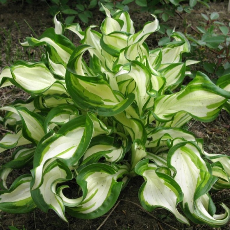 UndulataMediovariegata_2