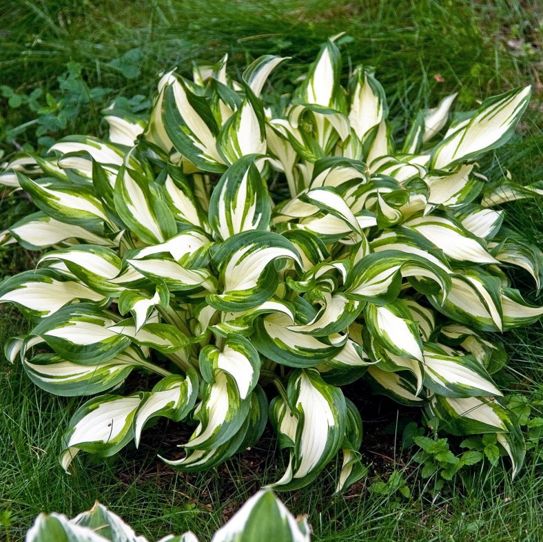UndulataMediovariegata
