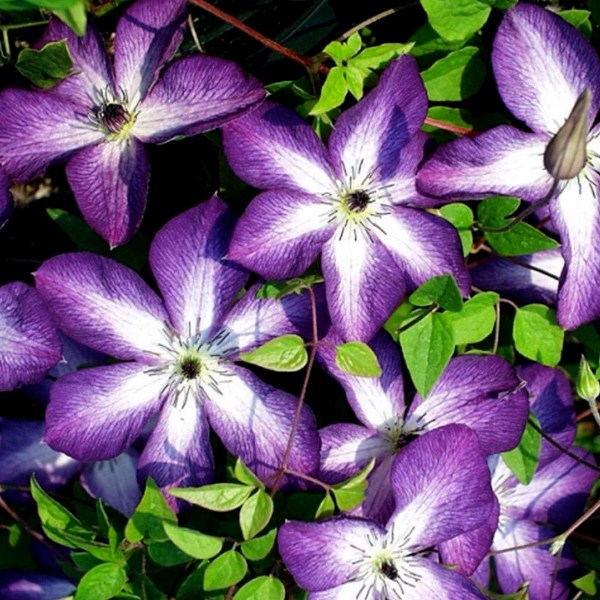 Venosa_Violacea