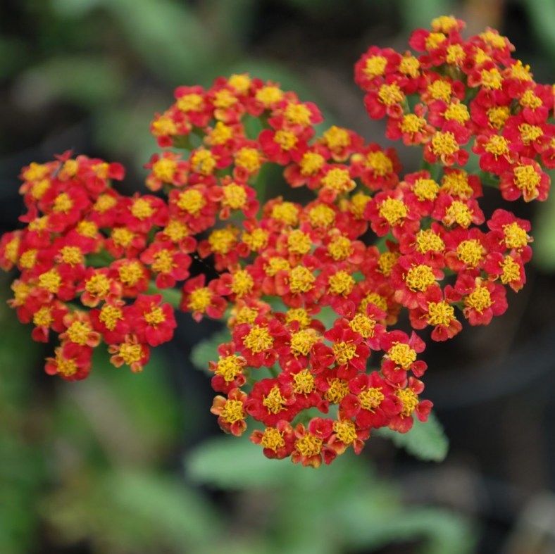 WaltherFuncke_1