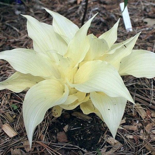 White_Feather