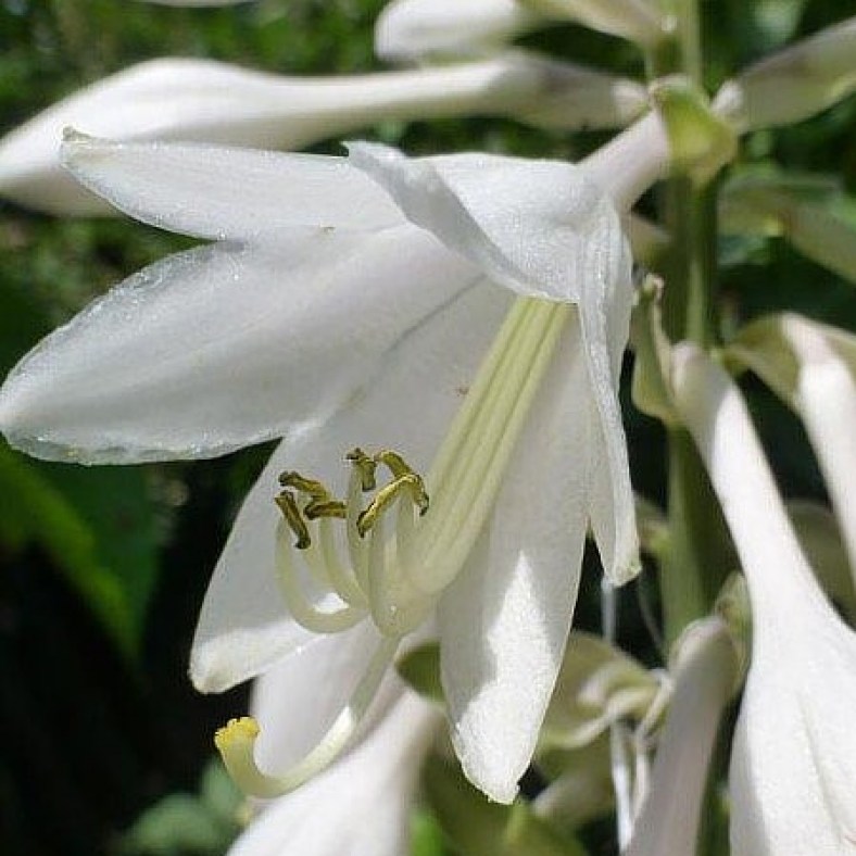 Yellow_River_flower