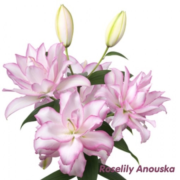 anoushka