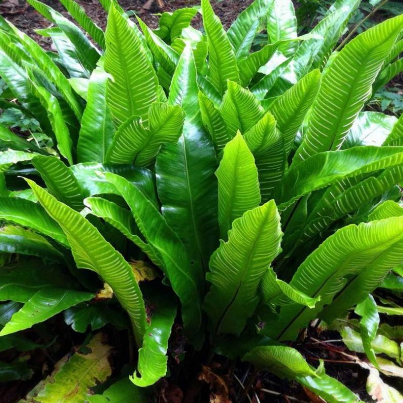 asplenium_scolopendrium