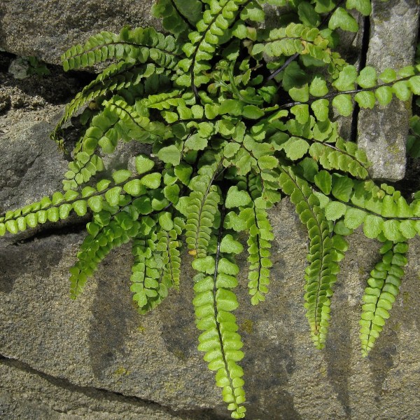 asplenium_trichomanes