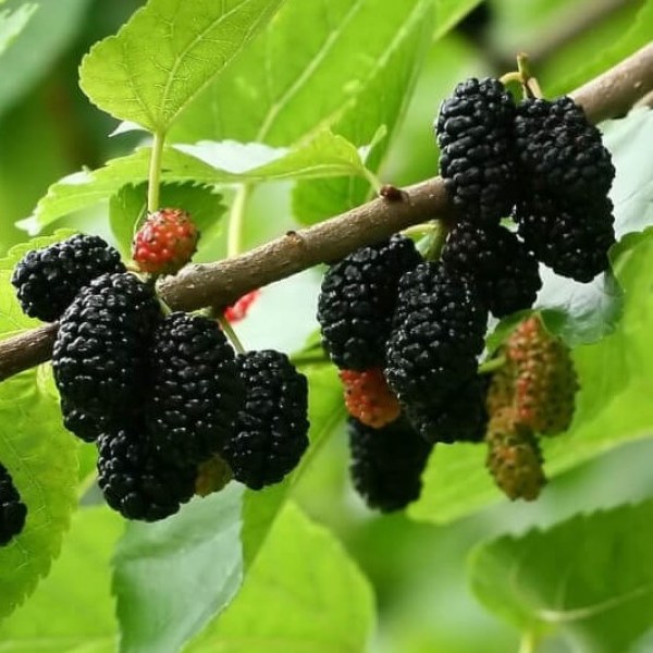 baronessa