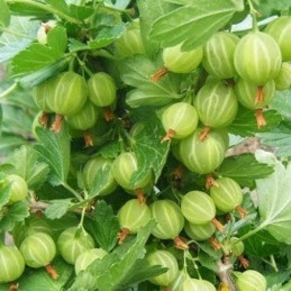 berill