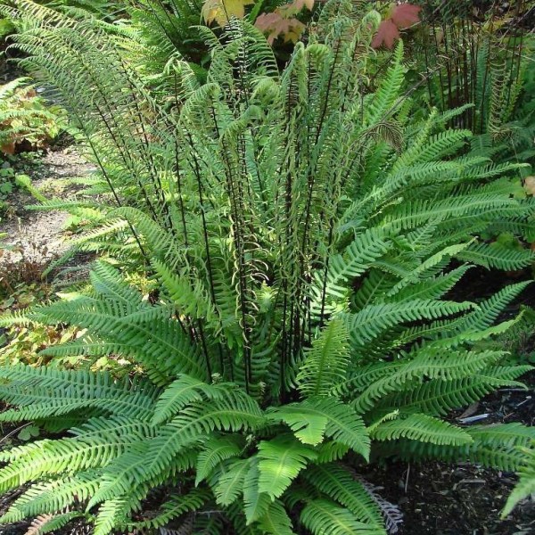 blechnum_spicant
