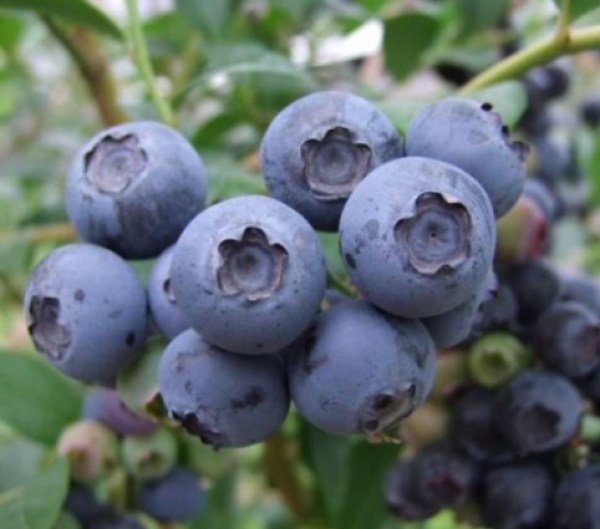 bluetta