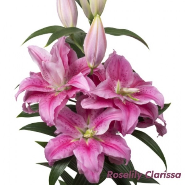 clarissa