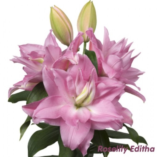 editha