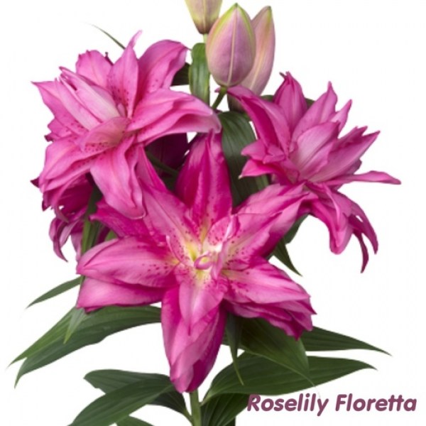 floretta