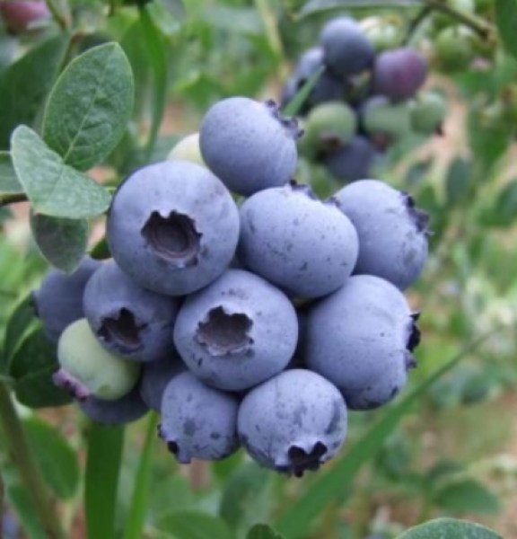 hardyblue