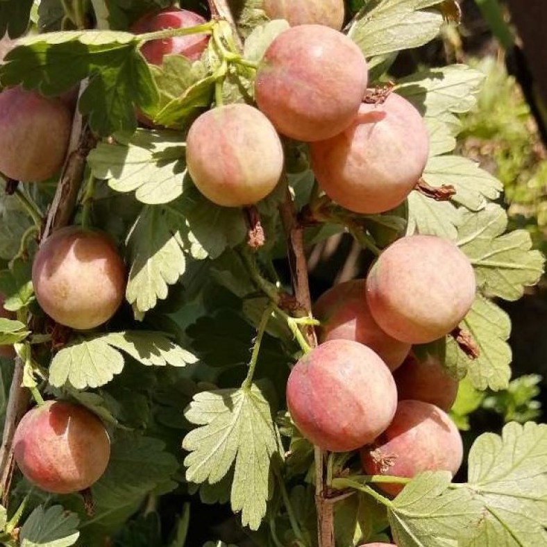 jubilar