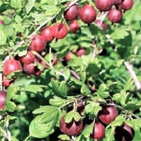 kolobok