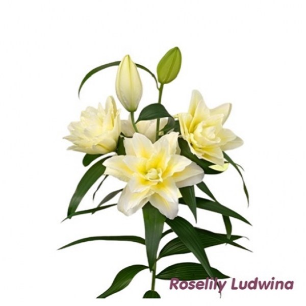 ludwina4