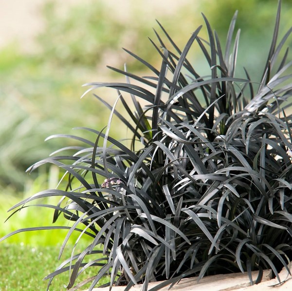 ophiopogon_pl_niger