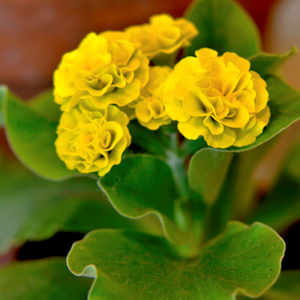 primula_forest_lemon