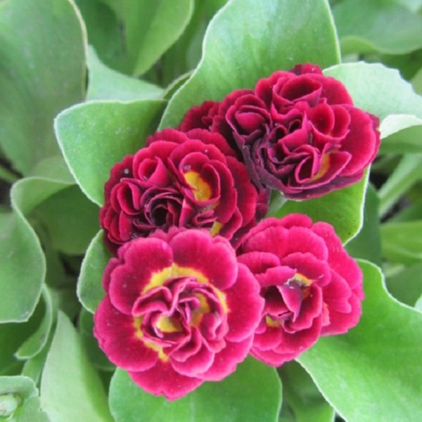 primula_pegasus9