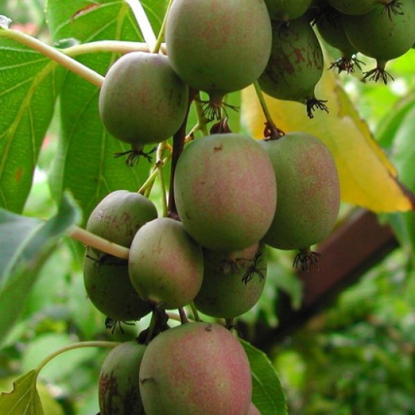 veyki